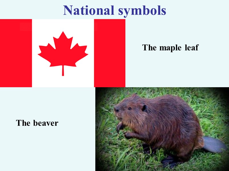 National symbols The maple leaf  The beaver